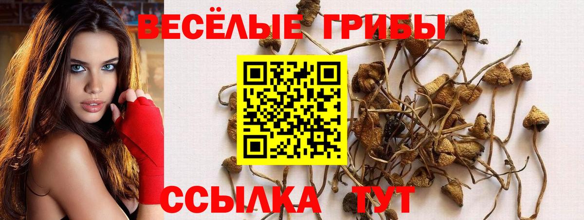 Галлюциногенные грибы Cubensis Строитель